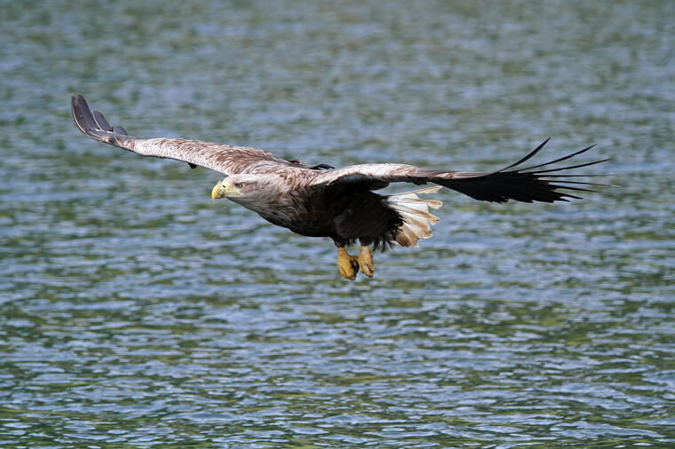White Tailed Sea Eagle as seen in Portree near Skye Self Catering